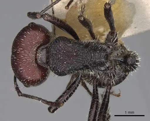 Pogonomyrmex carbonarius - CASENT0914202
