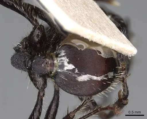 Pogonomyrmex carbonarius - CASENT0914202