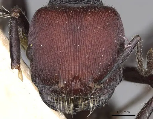Pogonomyrmex carbonarius - CASENT0914202