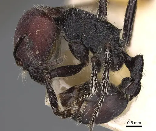 Pogonomyrmex carbonarius - CASENT0914202