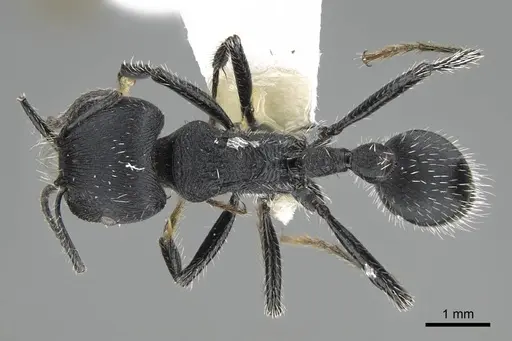 Pogonomyrmex carbonarius - CASENT0922100