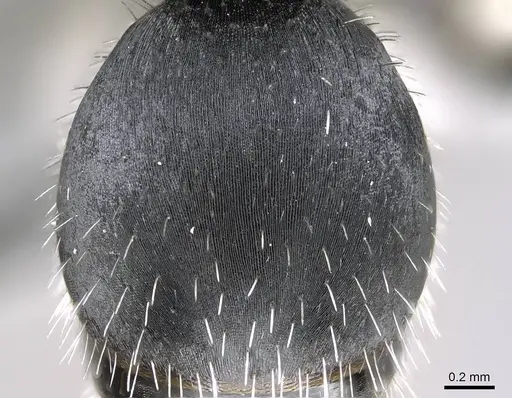 Pogonomyrmex carbonarius - CASENT0922100