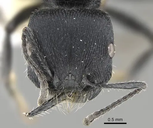 Pogonomyrmex carbonarius - CASENT0922100