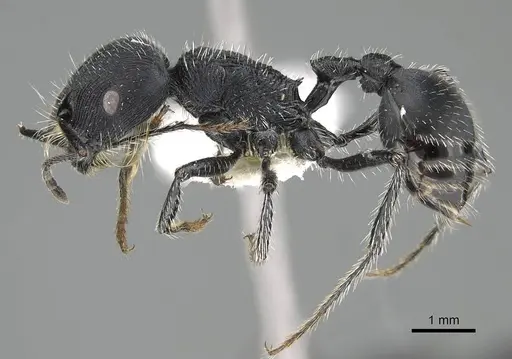 Pogonomyrmex carbonarius - CASENT0922100