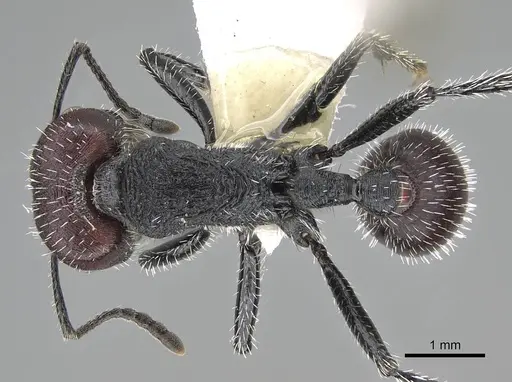 Pogonomyrmex carbonarius - CASENT0922101