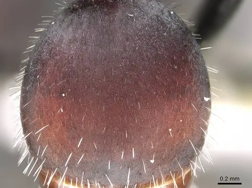 Pogonomyrmex carbonarius - CASENT0922101