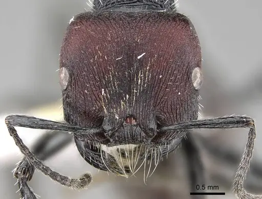 Pogonomyrmex carbonarius - CASENT0922101