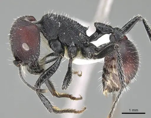 Pogonomyrmex carbonarius - CASENT0922101