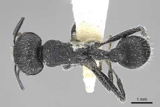 Pogonomyrmex carbonarius - CASENT0922102