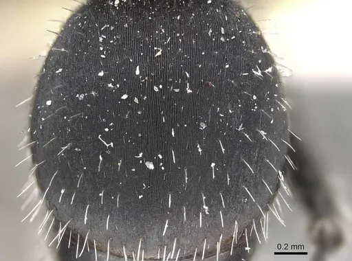 Pogonomyrmex carbonarius - CASENT0922102