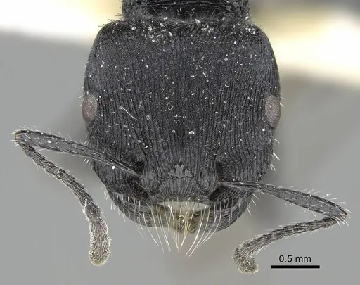 Pogonomyrmex carbonarius - CASENT0922102