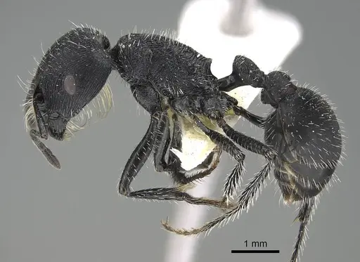 Pogonomyrmex carbonarius - CASENT0922102