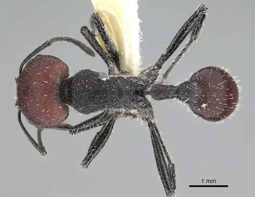 Pogonomyrmex carbonarius - CASENT0922103