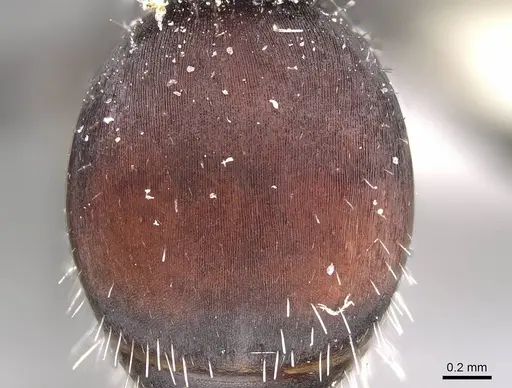 Pogonomyrmex carbonarius - CASENT0922103