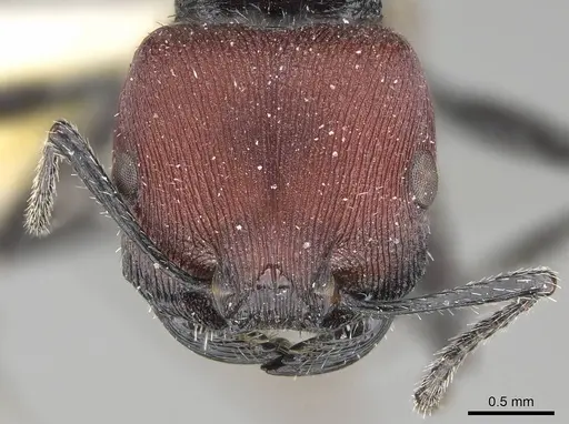 Pogonomyrmex carbonarius - CASENT0922103