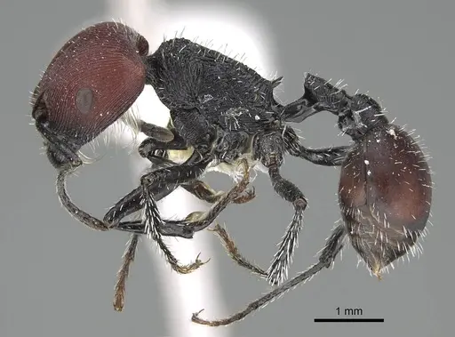 Pogonomyrmex carbonarius - CASENT0922103