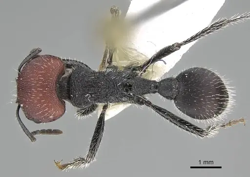 Pogonomyrmex carbonarius - CASENT0922157