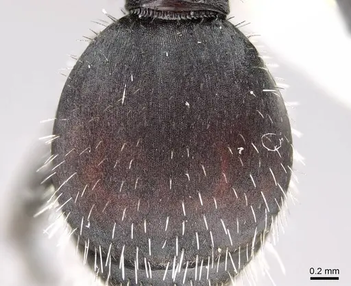 Pogonomyrmex carbonarius - CASENT0922157