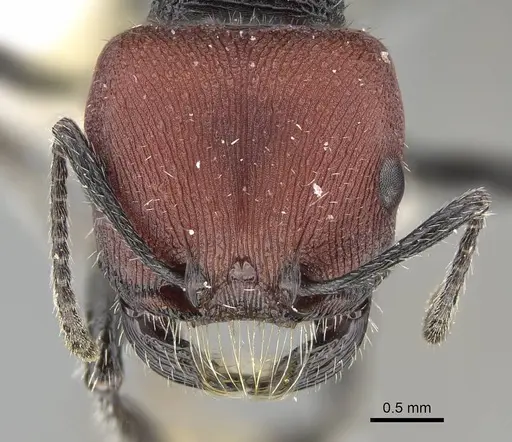 Pogonomyrmex carbonarius - CASENT0922157