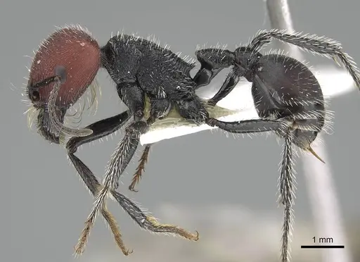 Pogonomyrmex carbonarius - CASENT0922157