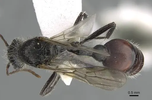 Pogonomyrmex carbonarius - CASENT0922158