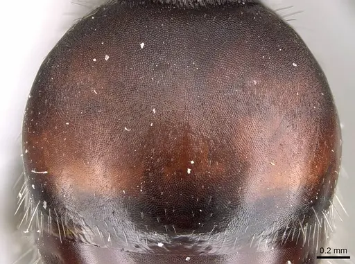 Pogonomyrmex carbonarius - CASENT0922158