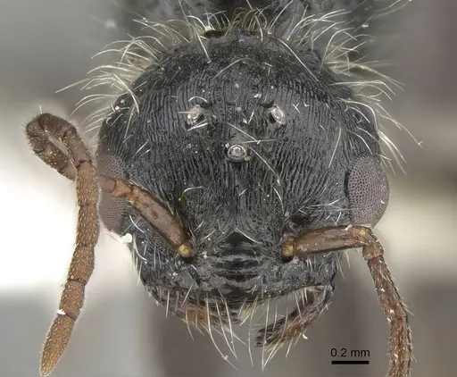 Pogonomyrmex carbonarius - CASENT0922158