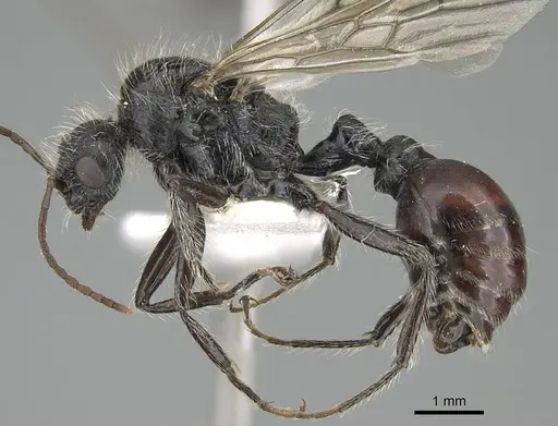 Pogonomyrmex carbonarius - CASENT0922158