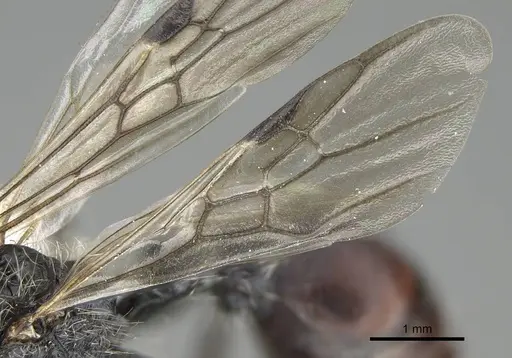 Pogonomyrmex carbonarius - CASENT0922158