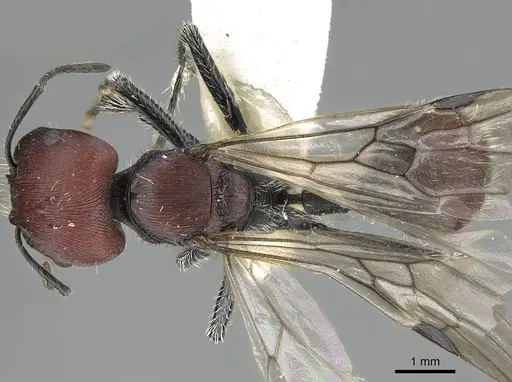 Pogonomyrmex carbonarius - CASENT0922159