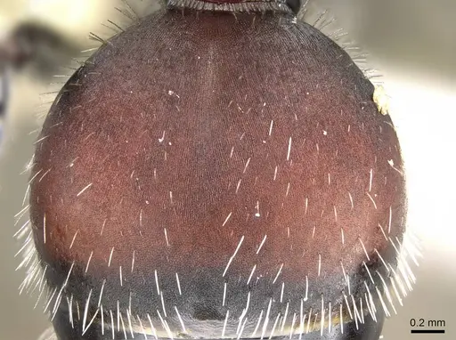 Pogonomyrmex carbonarius - CASENT0922159