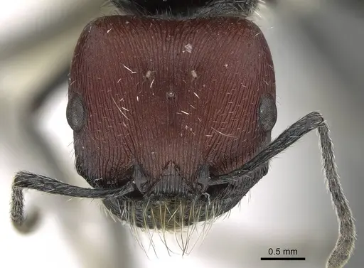 Pogonomyrmex carbonarius - CASENT0922159