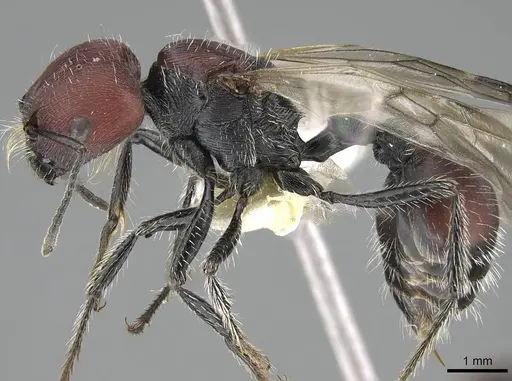 Pogonomyrmex carbonarius - CASENT0922159