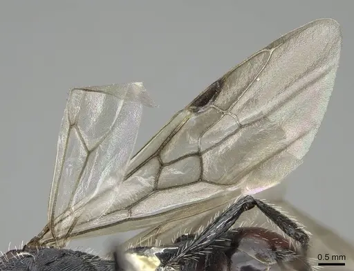 Pogonomyrmex carbonarius - CASENT0922159