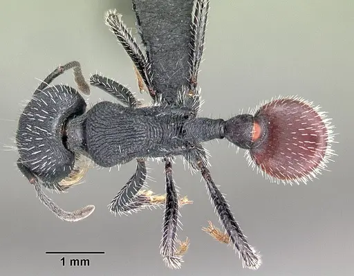 Pogonomyrmex catanlilensis specimen
