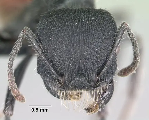 Pogonomyrmex catanlilensis specimen