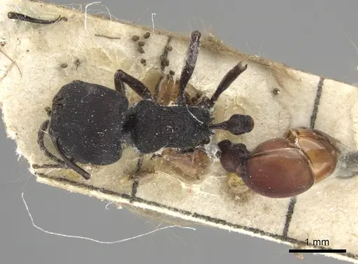 Pogonomyrmex catanlilensis - CASENT0235275