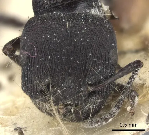 Pogonomyrmex catanlilensis - CASENT0235275