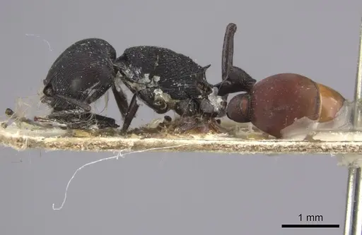 Pogonomyrmex catanlilensis - CASENT0235275