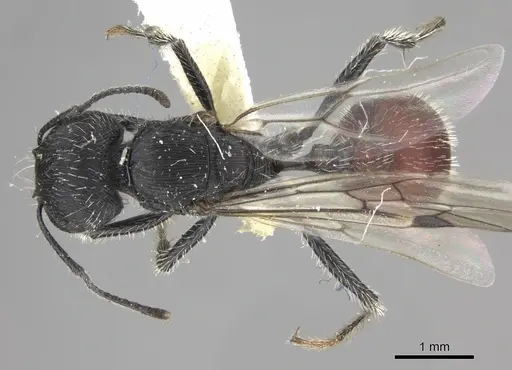 Pogonomyrmex catanlilensis - CASENT0235276