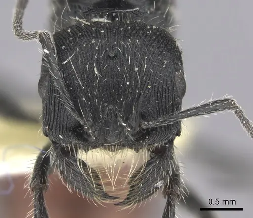 Pogonomyrmex catanlilensis - CASENT0235276