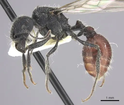 Pogonomyrmex catanlilensis - CASENT0235276