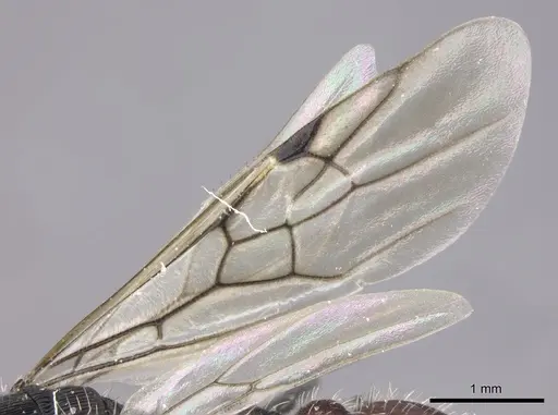 Pogonomyrmex catanlilensis - CASENT0235276