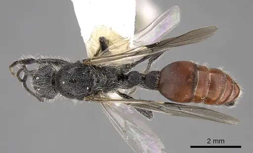 Pogonomyrmex catanlilensis - CASENT0914362