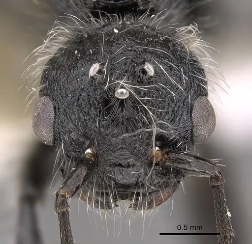 Pogonomyrmex catanlilensis - CASENT0914362