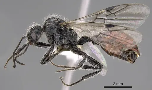 Pogonomyrmex catanlilensis - CASENT0914362