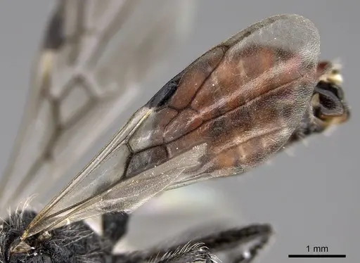 Pogonomyrmex catanlilensis - CASENT0914362