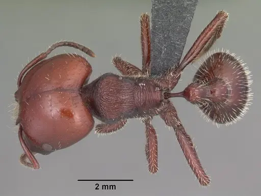 Pogonomyrmex coarctatus specimen