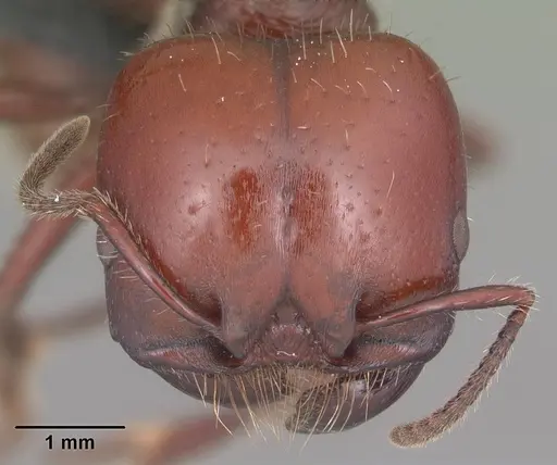 Pogonomyrmex coarctatus specimen