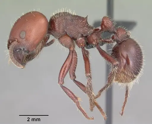 Pogonomyrmex coarctatus specimen